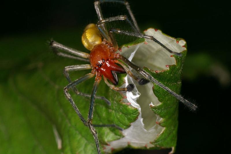 Cheiracanthium_erraticum_D5008_Z_89_Les Gris_Frankrijk.jpg